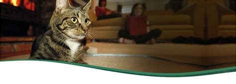 petsafe.net|PetSafe® Brand Official Website .